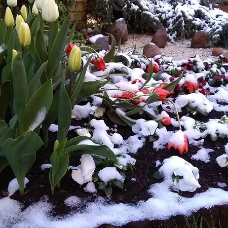 Guest house Broliu 4*